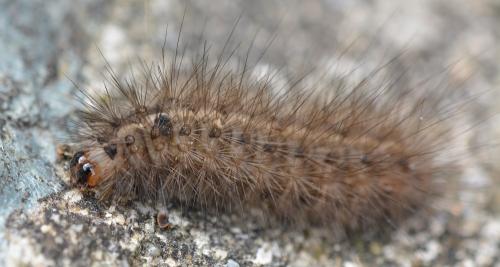 Phragmatobia fuliginosa